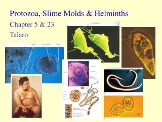 Protozoa, Slime Molds &amp; Helminths