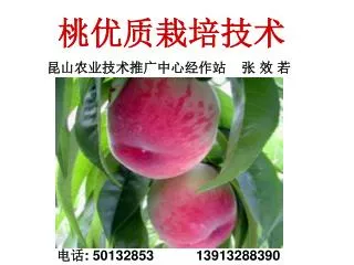 桃优质栽培技术