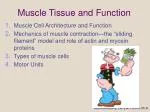 Muscle Tissue and Function - slide 1