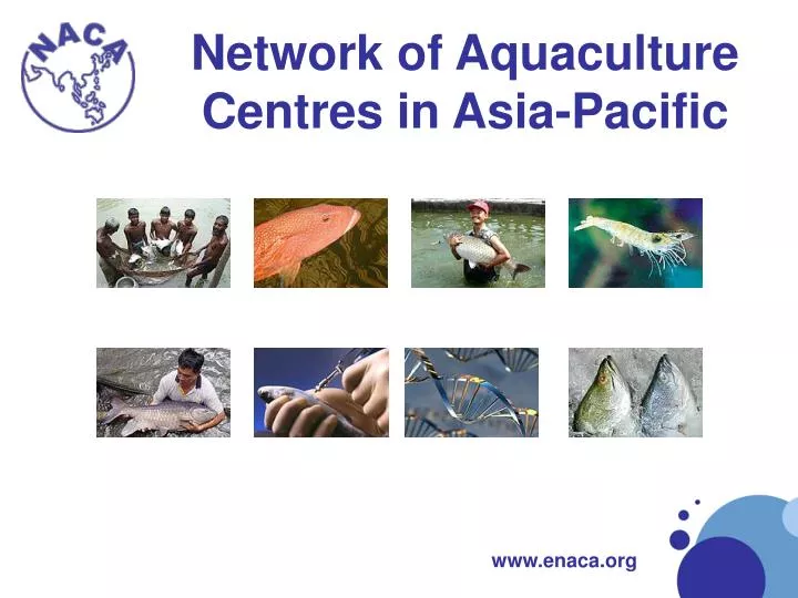 network of aquaculture centres in asia pacific