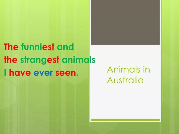 animals in australia