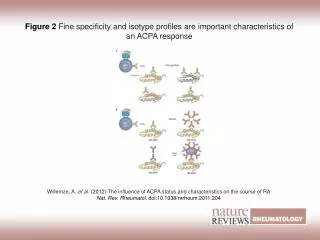 Figure 2 Fine specificity and isotype profiles are important characteristics of an ACPA response