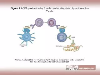 Figure 1 ACPA production by B cells can be stimulated by autoreactive T cells