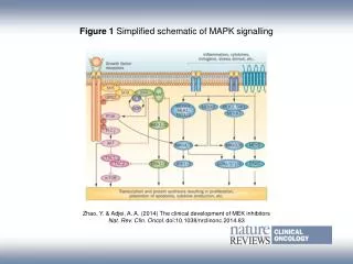 Figure 1 Simplified schematic of MAPK signalling