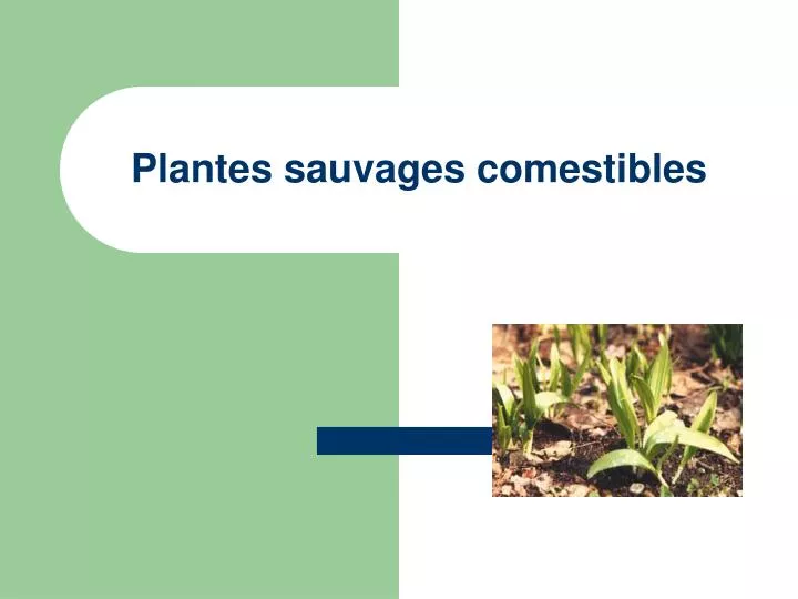 plantes sauvages comestibles