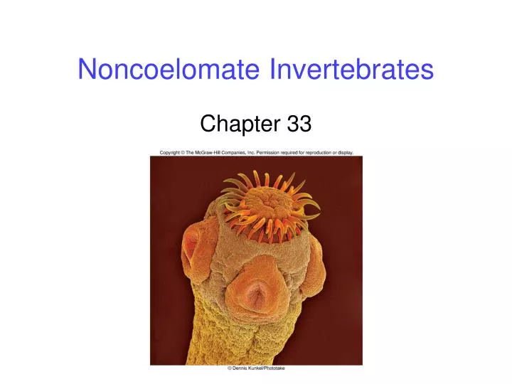 noncoelomate invertebrates