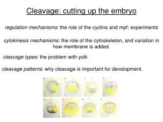 Cleavage: cutting up the embryo