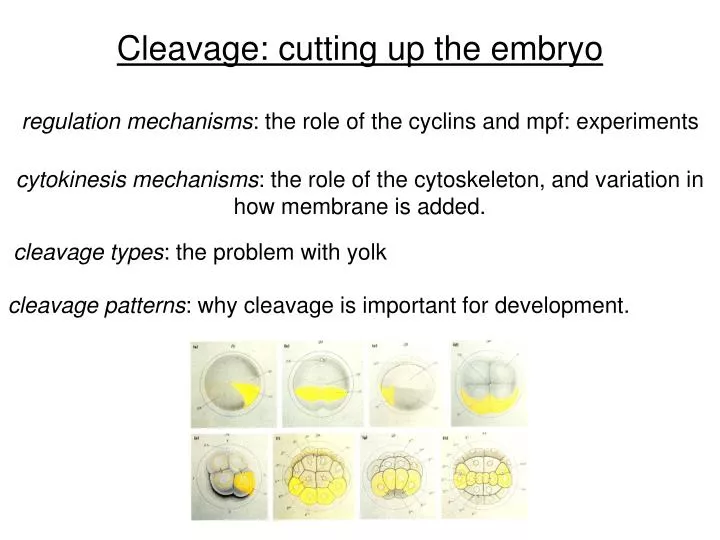 cleavage cutting up the embryo