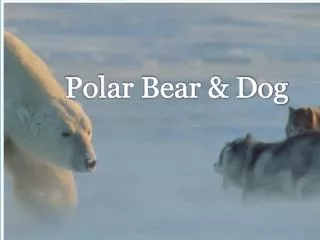 Polar Bear &amp; Dog