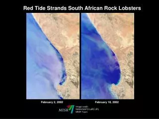 Red Tide Strands South African Rock Lobsters