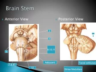 Brain Stem