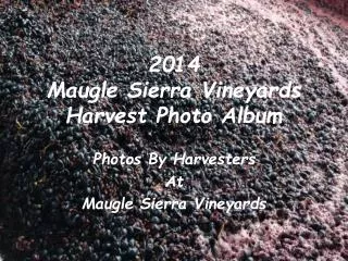 2014 Maugle Sierra Vineyards Harvest Photo Album