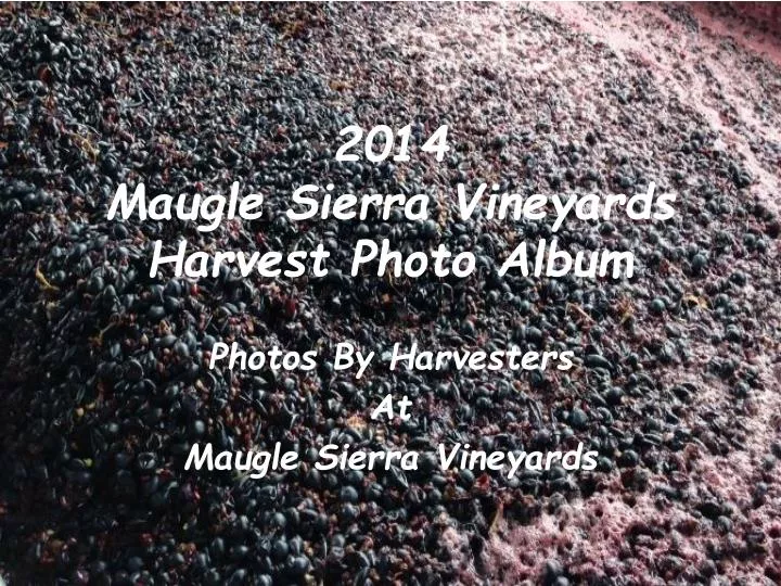 2014 maugle sierra vineyards harvest photo album