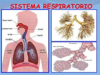 sistema respiratorio