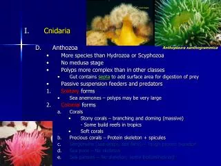 Cnidaria Anthozoa More species than Hydrozoa or Scyphozoa No medusa stage