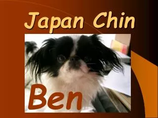 Japan Chin