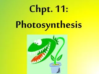 Chpt . 11: Photosynthesis