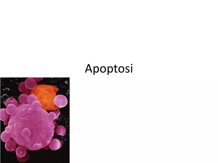 apoptosi