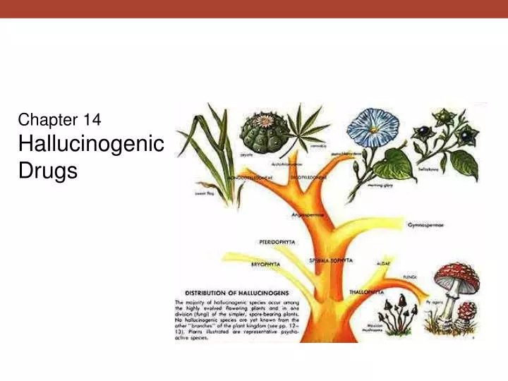 chapter 14 hallucinogenic drugs