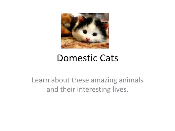 domestic cats