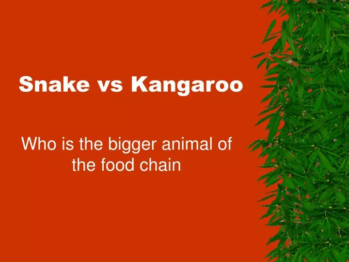 snake vs kangaroo