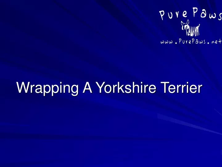 wrapping a yorkshire terrier