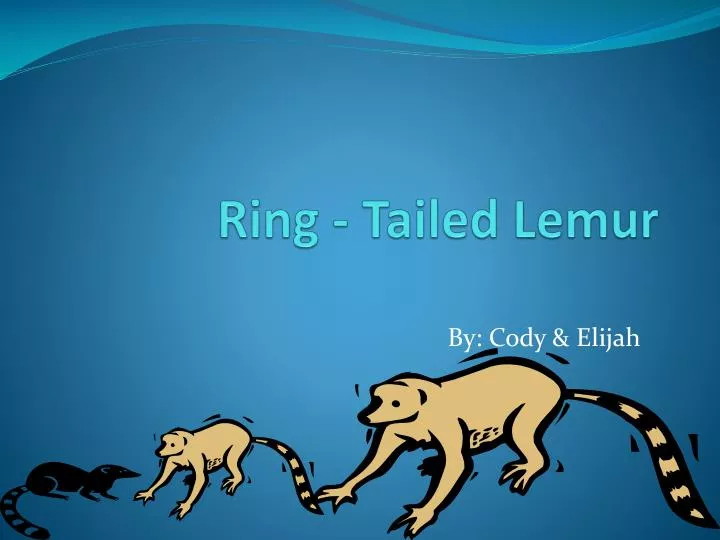 ring tailed lemur