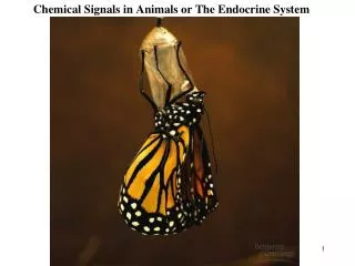 Chemical Signals in Animals or The Endocrine System