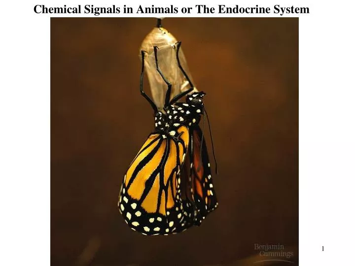 chemical signals in animals or the endocrine system