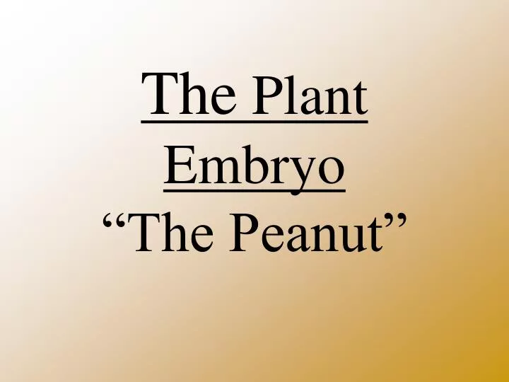 the plant embryo the peanut