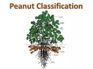 Peanut Classification