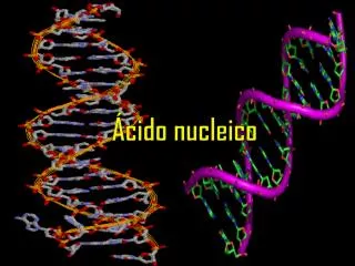 cido nucleico