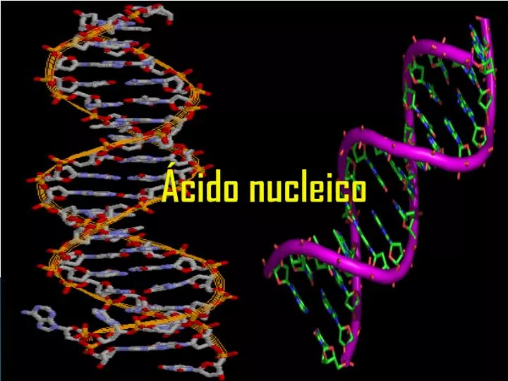 cido nucleico