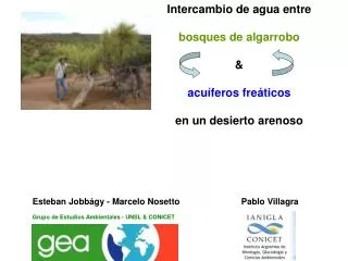 Intercambio de agua entre bosques de algarrobo &amp; acuíferos fre á tico s en un desierto arenoso