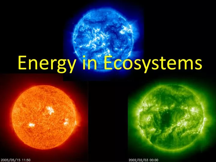 energy in ecosystems