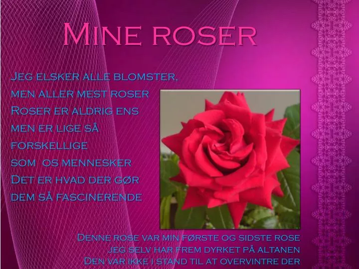 mine roser