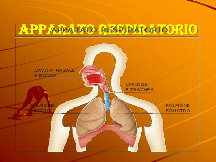 apparato respiratorio