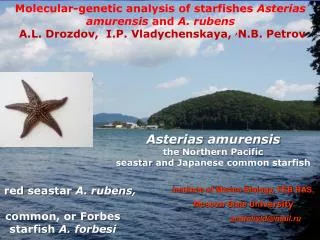 Molecular-genetic analysis of starfishes Asterias amurensis and A. r ubens