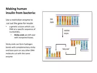 Making human insulin from bacteria:
