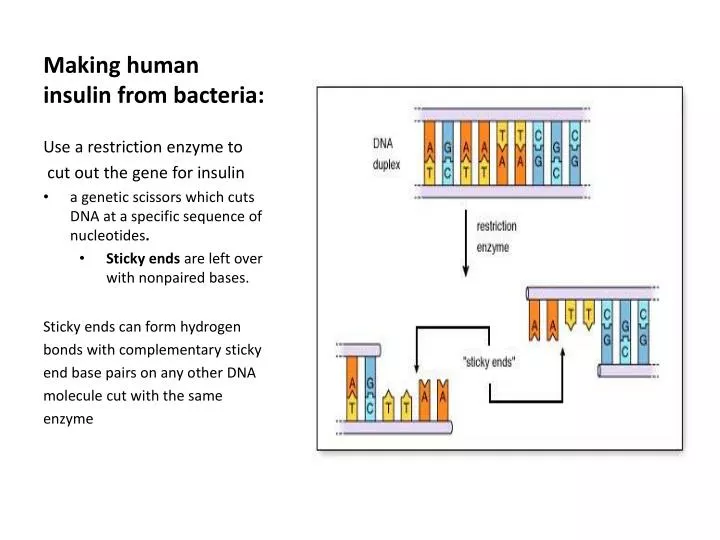 making human insulin from bacteria