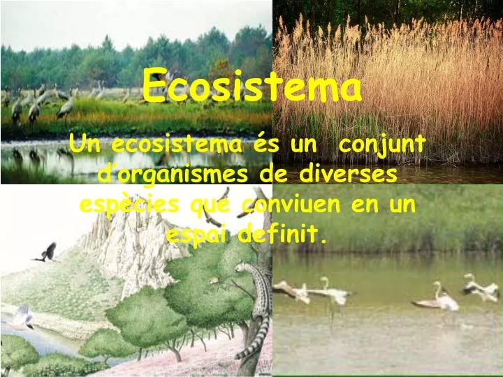 ecosistema