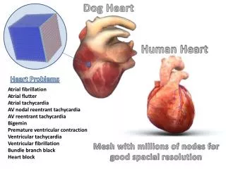 Dog Heart