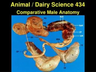 Animal / Dairy Science 434