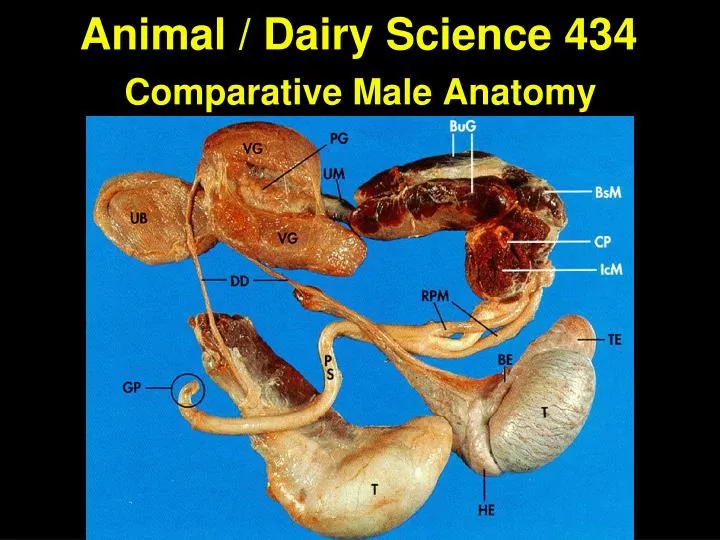 animal dairy science 434