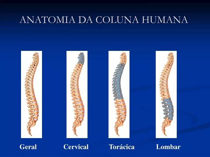 anatomia da coluna humana
