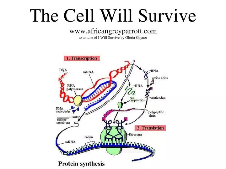 the cell will survive www africangreyparrott com to to tune of i will survive by gloria gaynor
