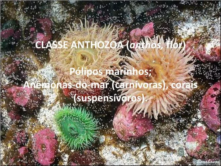 classe anthozoa anthos flor p lipos marinhos an monas do mar carn voras corais suspens voros