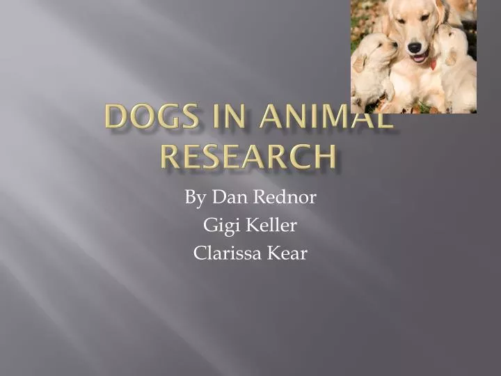 dogs in animal research
