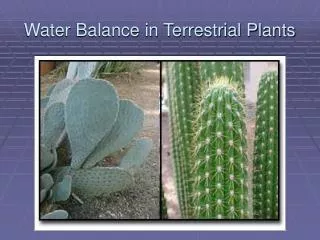 Water Balance in Terrestrial Plants
