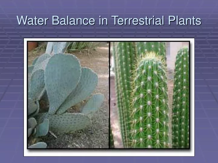 water balance in terrestrial plants